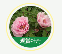 觀(guān)賞牡丹