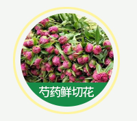 芍藥鮮切花