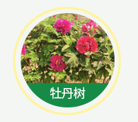 牡丹樹(shù)