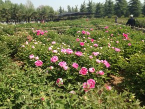 種植基地