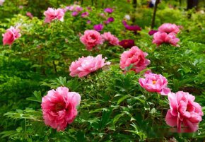 種植基地