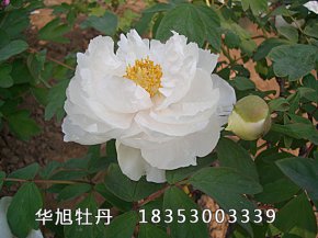 雪蓮