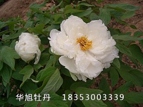 天鵝絨