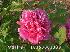 紫重樓