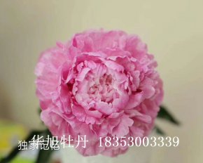 進(jìn)口芍藥品種-獨(dú)家記憶