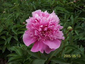 櫻花撒金
