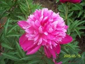 紅蓮菊