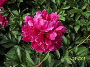 長(zhǎng)莖紅