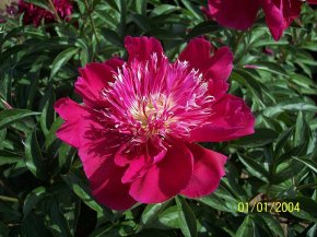 向陽(yáng)奇花